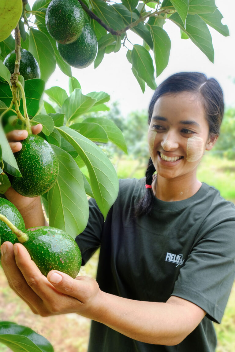MYA Orchard Enters Its Fourth Avocado Harvesting & Trading Season